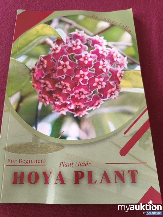 Artikel Nr. 390051: Hoya Plant