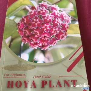 Artikel Nr. 390051: Hoya Plant