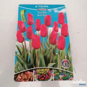 Artikel Nr. 341070: Triumph Tulipa Rot 6stk