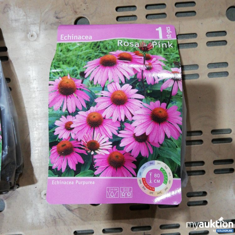 Artikel Nr. 359137: Echinacea Purpurea Rosa 