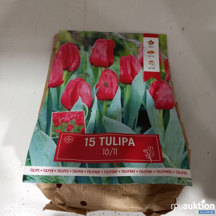 Artikel Nr. 377501: 15 Tulipa 