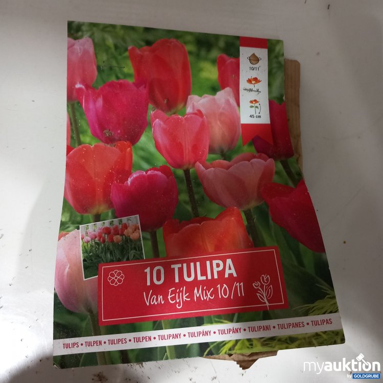 Artikel Nr. 377502: 10 Tulipa 