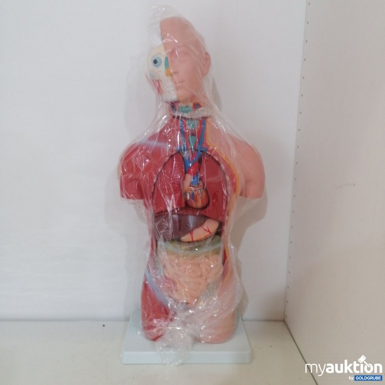 Artikel Nr. 758797: Human Torso Anatomy Model 