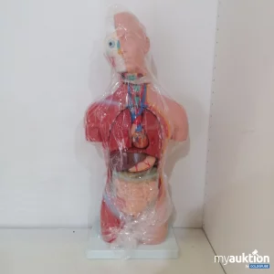 Auktion Human Torso Anatomy Model 